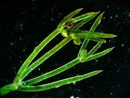 Attēlu rezultāti vaicājumam “Nitella sp.”