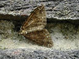 Attēlu rezultāti vaicājumam “Lampropteryx suffumata”