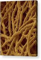 Attēlu rezultāti vaicājumam “Antrodia malicola”