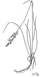 Attēlu rezultāti vaicājumam “Poa angustifolia”