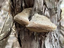 Attēlu rezultāti vaicājumam “Phellinus alni”