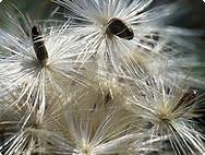 Attēlu rezultāti vaicājumam “Silybum marianum fruit”