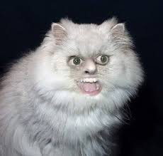 Image result for cat man