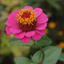 Image result for Zinnia violacea