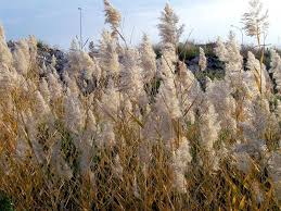 Attēlu rezultāti vaicājumam “Phragmites communis”