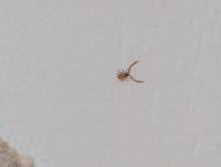 Attēlu rezultāti vaicājumam “Chelifer cancroides”