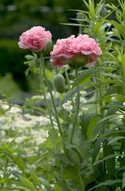 Image result for Papaver somniferum