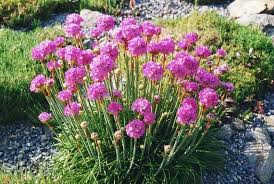 Attēlu rezultāti vaicājumam “Anthyllis maritima flower”