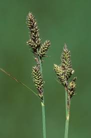 Attēlu rezultāti vaicājumam “Carex hartmanii”