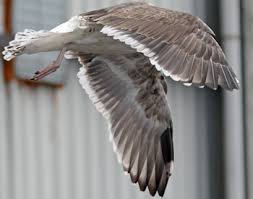 Attēlu rezultāti vaicājumam “Larus marinus adult”
