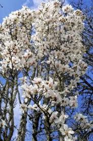 Attēlu rezultāti vaicājumam “Magnolia cylindrica”