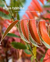 Attēlu rezultāti vaicājumam “Rhus typhina leaf”