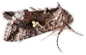 Attēlu rezultāti vaicājumam “Syngrapha interrogationis”