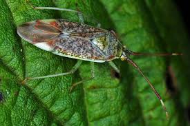 Attēlu rezultāti vaicājumam “Pantilius tunicatus”