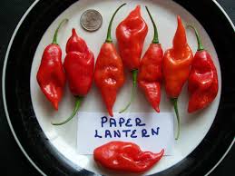 Afbeeldingsresultaat voor paper lantern hot pepper