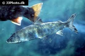 Image result for Coregonus lavaretus oxyrinchus