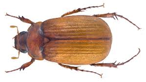 Attēlu rezultāti vaicājumam “Serica brunnea”