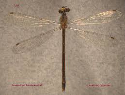 Attēlu rezultāti vaicājumam “Lestes dryas female”