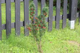 Attēlu rezultāti vaicājumam “Taxus wallichiana”