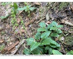 Attēlu rezultāti vaicājumam “Orthilia secunda”