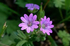 Attēlu rezultāti vaicājumam “Geranium molle”