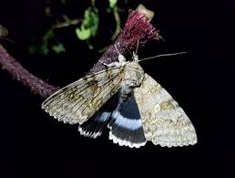 Attēlu rezultāti vaicājumam “Catocala fraxini”