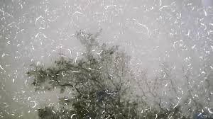 Attēlu rezultāti vaicājumam “Metatrichia vesparia”