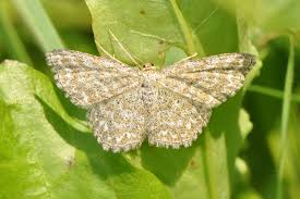 Attēlu rezultāti vaicājumam “Scopula immorata”