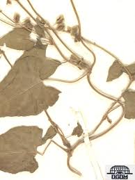 Attēlu rezultāti vaicājumam “Fallopia dumetorum”