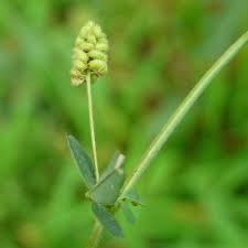 Attēlu rezultāti vaicājumam “Campylium stellatum sporophyte”