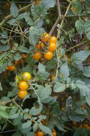 Afbeeldingsresultaat voor broad ripple yellow currant tomato