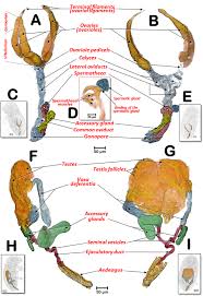Attēlu rezultāti vaicājumam “Cribraria piriformis stalked”