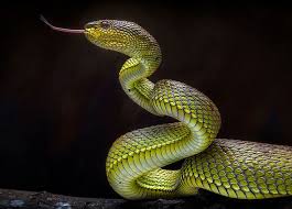 Attēlu rezultāti vaicājumam “Serpentes”