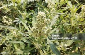 Attēlu rezultāti vaicājumam “Chenopodium album flower”