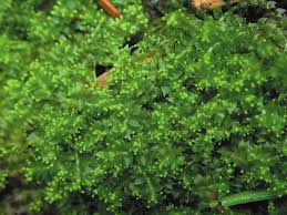 Attēlu rezultāti vaicājumam “Oxyrrhynchium hians var. rigidum macro”