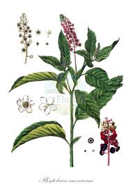 Attēlu rezultāti vaicājumam “Phytolaccaceae”