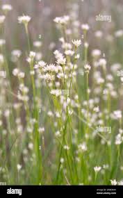 Attēlu rezultāti vaicājumam “Rhynchospora alba flower”