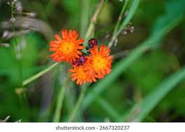 Attēlu rezultāti vaicājumam “Pilosella aurantiaca”