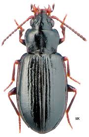 Attēlu rezultāti vaicājumam “Tachyta nana”