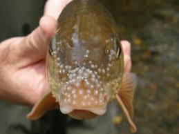 Image result for Moxostoma erythrurum