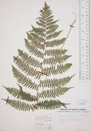 Attēlu rezultāti vaicājumam “Athyrium filix-femina”