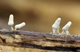 Attēlu rezultāti vaicājumam “Arcyria cinerea spores”