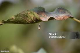 Attēlu rezultāti vaicājumam “Ichneumonidae cocoon”