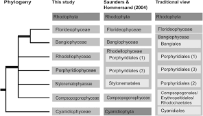 Attēlu rezultāti vaicājumam “Rhodophyta”
