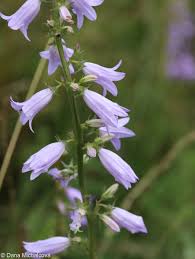 Attēlu rezultāti vaicājumam “Campanula bononiensis”