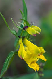 Attēlu rezultāti vaicājumam “Melampyrum pratense flower”