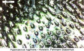 Attēlu rezultāti vaicājumam “Hypocaccus rugiceps”