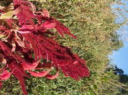 Attēlu rezultāti vaicājumam “Amaranthaceae”