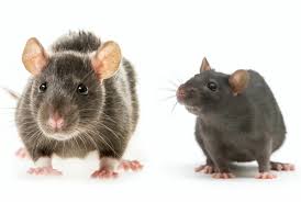 Attēlu rezultāti vaicājumam “Rattus norvegicus”