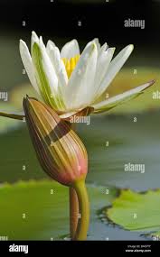 Attēlu rezultāti vaicājumam “Nymphaea alba flower”